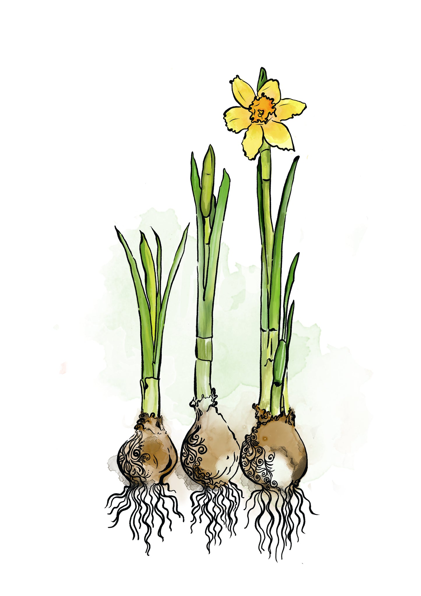Daffodils