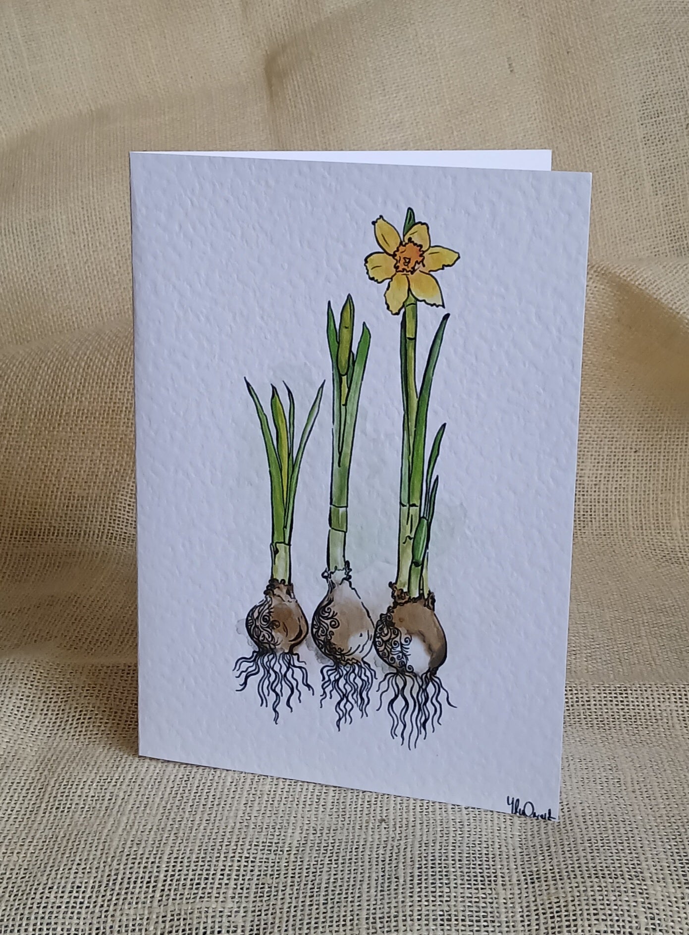 Daffodils