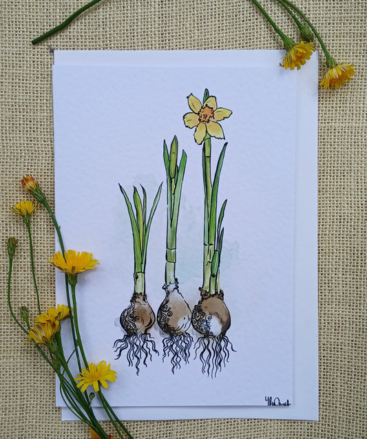 Daffodils