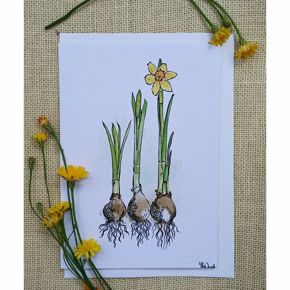 Daffodils