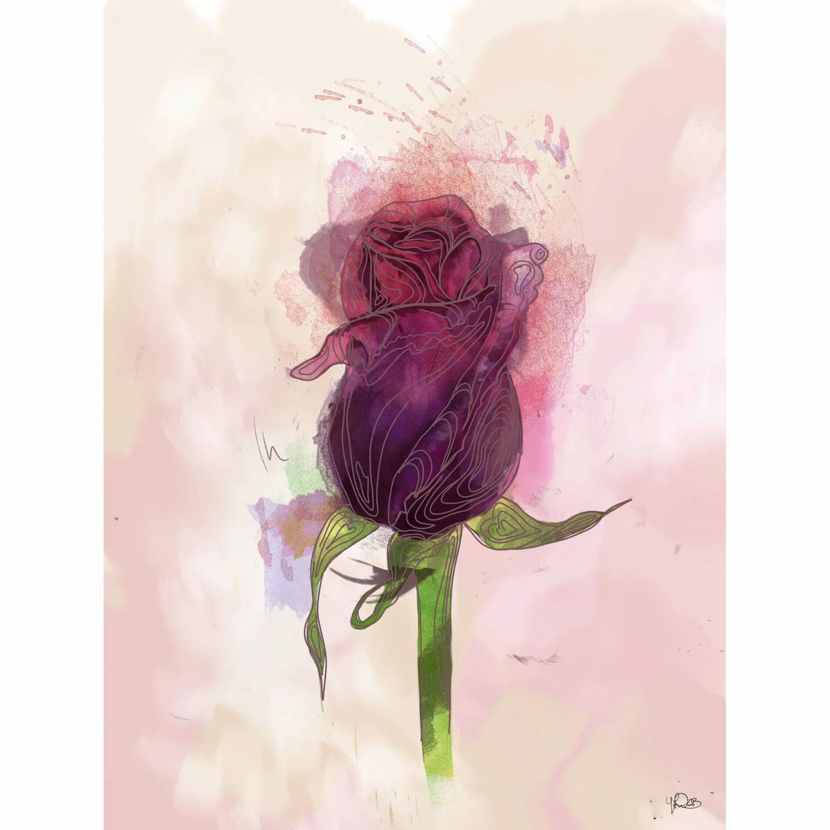 A Red Rose