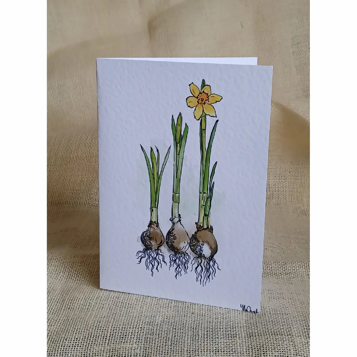 Daffodils