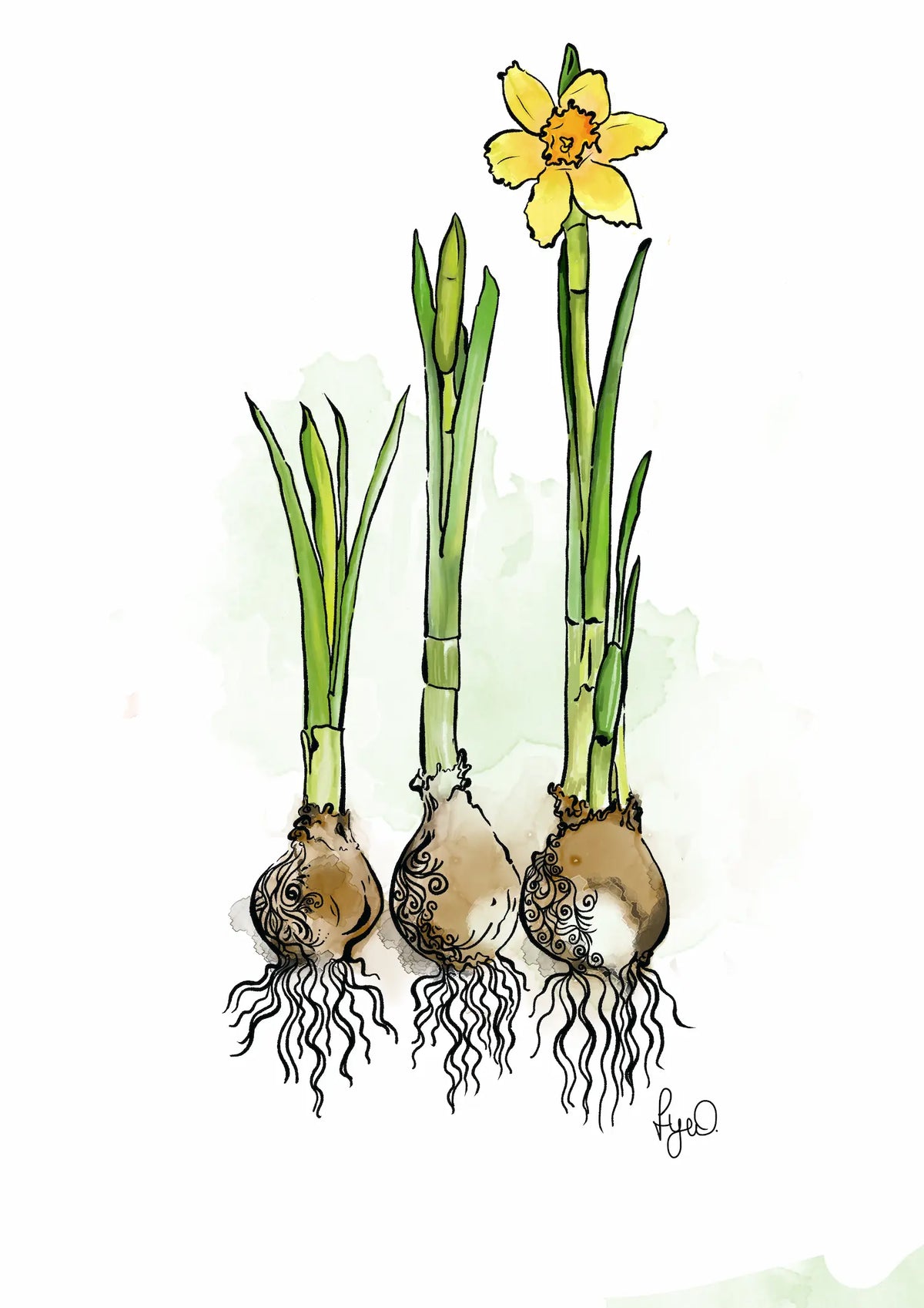 Daffodils — Fine Art Print