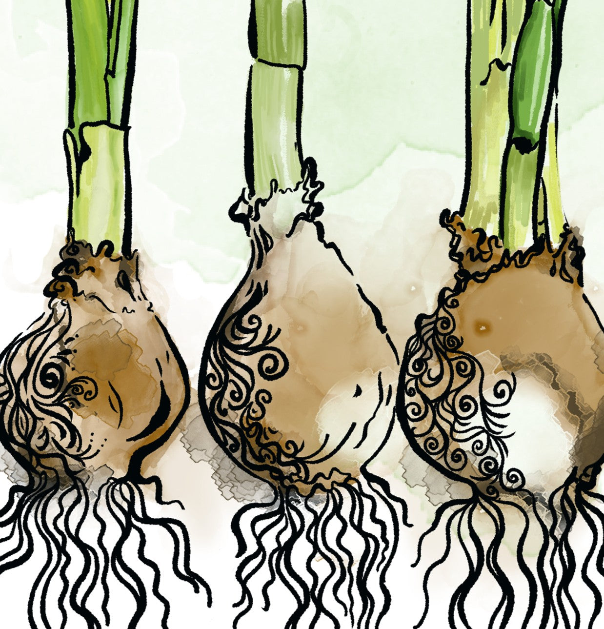 Daffodils — Fine Art Print