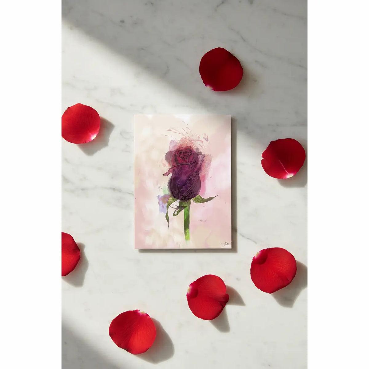 A Red Rose